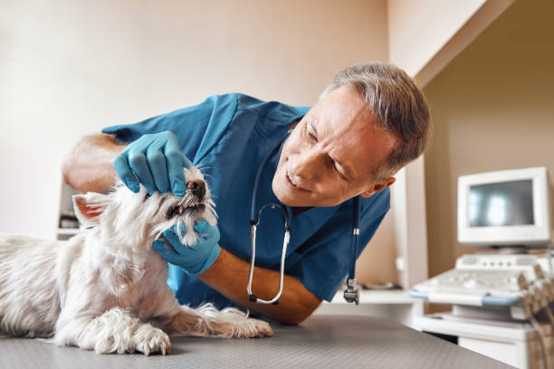 Best Weekend Emergency Dentist in Houston, MO